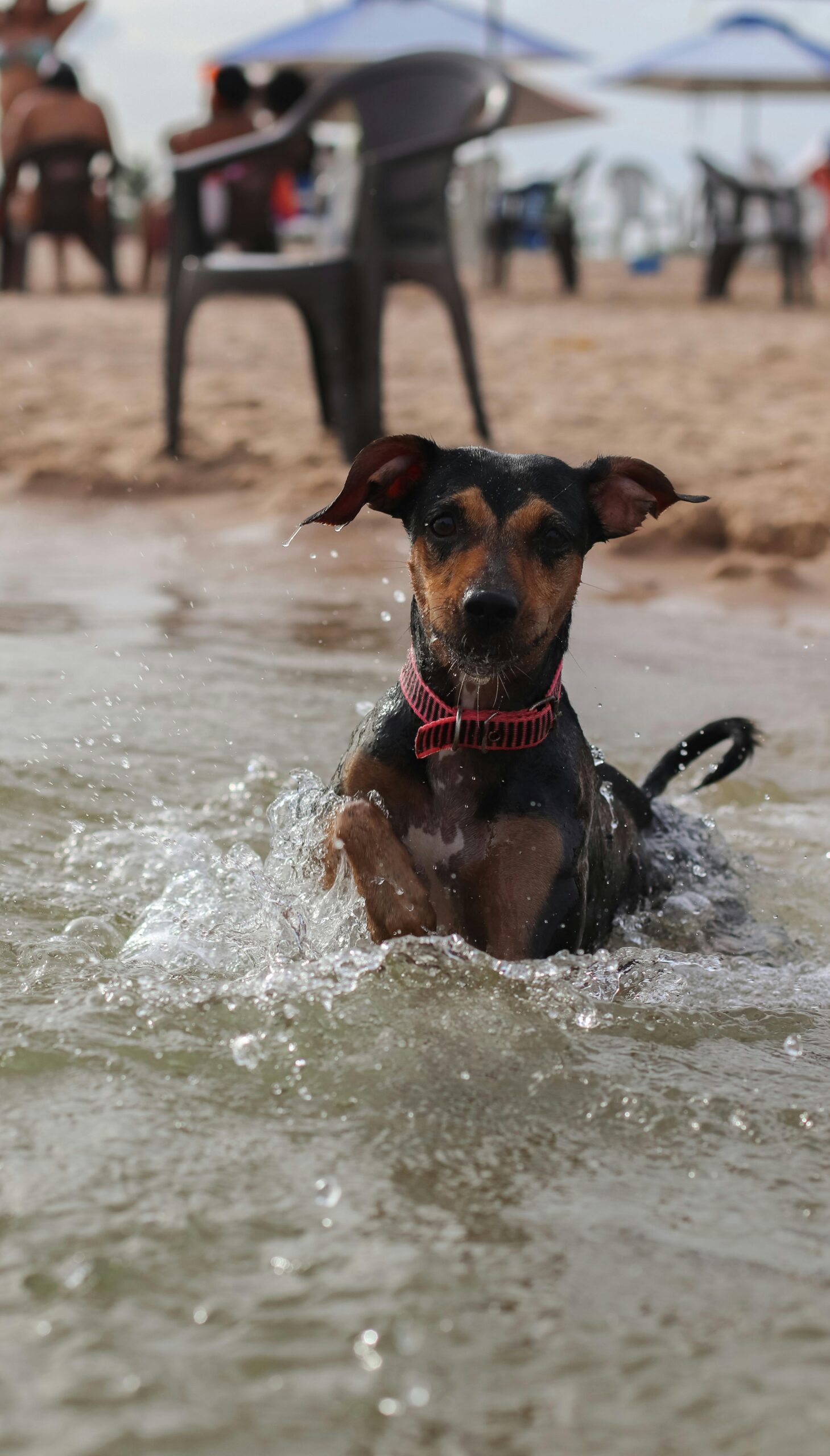 Entspannte Anreise nach Dänemark mit Hund